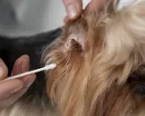 Main d'une personne tenant un coton-tige près de l'oreille d'un chien, où une tique est visible. Une solution à base de vinaigre peut aider à enlever la tique du chien.