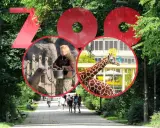 Wielkie czerwone litery "ZOO" nad alejką. W środku koła: pracownik karmi foki, żyrafa na tle budynku. To wspaniały dzień w zoo w Polsce!