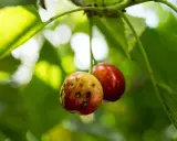 Deux cerises sur une branche, l'une est saine, l'autre montre des signes de maladie du cerisier avec des taches sombres.