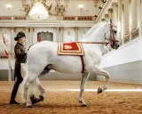 Eine Reiterin führt ein weißes Pferd mit prachtvoller Decke in der Spanischen Hofreitschule Wien.