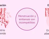 Ilustración compara menstruación (endometrio se desprende) y embarazo (endometrio alberga al bebé). Menstruación y embarazo son incompatibles.
