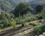 Un potager en pente raide, avec des rangées de légumes et une arche métallique, s'étend sur un flanc de colline verdoyant.