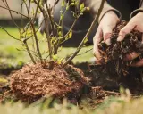 Ręce wsypują ziemię z korzeniami do dołka, przygotowując sadzenie borówki amerykańskiej.
