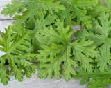 Liście pelargonii pachnącej, znanej z tego, że **anginka na co pomaga**, ułożone na drewnianym tle.