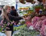 Une jeune femme admire la taille des hortensias Vanille Fraise sur un marché aux fleurs.
