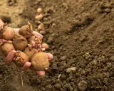 Main d'une personne tenant plusieurs pommes de terre germées, prêtes pour le semis. L'espacement pomme de terre est crucial pour une bonne récolte.