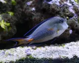 Oceanarium Jastrzębia Góra: Wielka atrakcja czy pułapka?