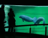 Afrykarium Wrocław: Bilety, ceny, godziny. Jak uniknąć kolejek?