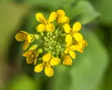 Grappe de petites fleurs jaunes vives, une fleur de moutarde éclatante sur fond vert flou.