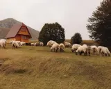 Stado owiec pasące się na łące obok drewnianego domu. Idealne miejsce na agroturystykę w górach Sowich.
