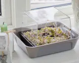 En bricka med färska groddar under ett plastlock. Enkelt att odla groddar hemma för en hälsosam kost.