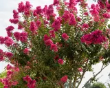 Un lilas des Indes en pleine floraison, ses grappes de fleurs roses vibrantes promettent un entretien facile pour un été coloré.