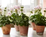Flera krukor med rosa pelargoner inomhus, med gröna blad och blomknoppar.