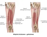 Anatomia mięśni kulszowo-goleniowych, które mogą powodować ból mięśni. Widoczne więzadło krzyżowo-guzowe i mięśnie: półścięgnisty i półbłoniasty.