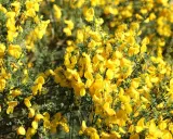 Gęsty krzew **ulex europaeus** obsypany jaskrawożółtymi kwiatami, tworzący słoneczny dywan.
