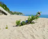 Piasek, morze i klify na bułgarskim wybrzeżu. Dryfujące drewno z zielonymi pędami i klapkami na plaży.