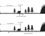Illustrazione che mostra come la lunghezza focale influenzi la profondità di campo: un'immagine con messa a fuoco su un orso e sfondo sfocato (stretta profondità di campo) e un'altra con tutto nitido (ampia profondità di campo).