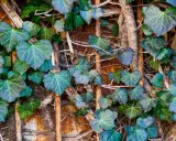 Le lierre grimpant, avec ses feuilles en forme de cœur, s'enroule sur des supports rouillés. Attention, sa croissance peut être un danger pour les structures.