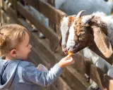 Dziecko karmi kozę marchewką w zoo. Sprawdź zoo kraków cennik, by poznać ceny biletów i atrakcje.