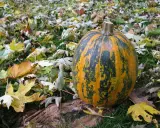 Courge Lady Godiva, striée d'orange et de vert, repose sur un tapis de feuilles d'automne.