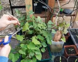 Des mains taillent des pousses de patate douce pour la culture. Une patate douce germée est visible à côté.