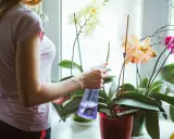 En person vattnar orkidéer med en sprayflaska. Blommorna är i olika färger: vita, rosa och aprikos.