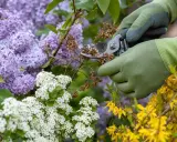 Mains gantées taillant des fleurs fanées sur des arbustes en fleurs. C'est le moment idéal pour savoir quand tailler les arbustes à fleurs.