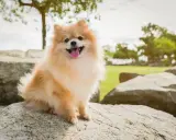 Un adorable spitz nain, joyeux et plein de vie, assis sur des rochers. Parfait pour découvrir les spitz nain avantages et inconvénients.