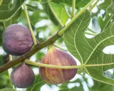 Reife Feigen hängen an einem Ast. Bald ist Zeit für den Feigenbaum schneiden, um die Ernte zu fördern.