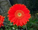 Jasna, pomarańczowa gerbera doniczkowa z mniejszym kwiatem w tle.