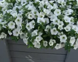 Gęsty bukiet kwiatów z białymi kwiatami, tworzący kaskadę na szarej drewnianej skrzynce.