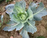 Un chou vert, aux feuilles légèrement trouées, pousse sur un sol couvert de paille. On dirait une petite pyrite du chou prête à être récoltée.