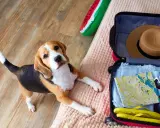Beagle leży obok otwartej walizki, gotowy na wyjazd z psem. W walizce mapa, kapelusz i klapki.