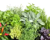 Un assortiment de plantes aromatiques : basilic, persil, sauge, romarin, thym, menthe, origan et piments rouges.