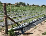 Champ de culture de cornichons, avec des plants guidés par un grillage et des tuteurs en bois.