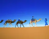 Ein Berberstamm in der Sahara durchquert die Dünen. Kamele mit Reitern und Gepäck ziehen unter blauem Himmel.