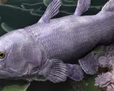 Un antico celacanto pesce, con scaglie violacee e pinne lobate, nuota tra anemoni marini e crinoidi.