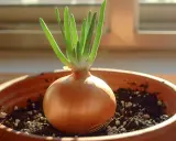 Un oignon qui germe dans un pot en terre cuite, ses jeunes pousses vertes se dressent fièrement vers la lumière.