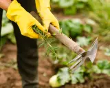 Mains gantées de jaune arrachant des mauvaises herbes du jardin avec une houe.