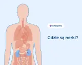 Anatomia człowieka z zaznaczonymi nerkami. Ilustracja pomaga zrozumieć lokalizację narządów, gdy odczuwamy ból nerek.