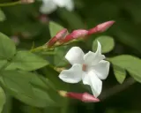 Fleur de jasmin blanche et ses boutons roses. Pour savoir comment entretenir un jasmin grimpant, observez sa croissance.