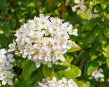Gros plan sur des grappes de fleurs blanches parfumées de l'oranger du Mexique, aux feuilles vertes brillantes. Une taille bien taillée révèle sa floraison abondante.