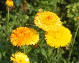 Plusieurs soucis fleur aux couleurs vives illuminent le jardin, leurs pétales d'un jaune éclatant contrastant avec le vert du feuillage.