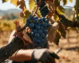 Reife Pinot Noir Trauben hängen am Rebstock, bereit zur Ernte. Ein Winzer mit Handschuhen hält eine Gartenschere im Hintergrund.