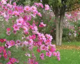 Un massif de fleurs cosmos roses et fuchsia éclate de couleurs, évoquant un fragment de cosmos dans un jardin paisible.