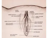 Ilustracja przedstawia budowę łechtaczki i okolic, z zaznaczonym napletkiem, żołędzią, wargami sromowymi i innymi elementami anatomicznymi.