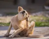 Un chien roux se gratte l'oreille avec sa patte arrière, le regard levé. Il semble que mon chien a des puces.