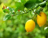Citronnier 4 saisons : deux citrons jaunes brillants, couverts de gouttes de pluie, pendent sur une branche feuillue.