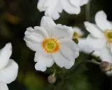 Anémone du Japon blanche aux pétales délicats et au cœur jaune orangé, épanouie dans un jardin.