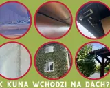 Kuna wchodzi na dach, pokazane są różne miejsca, gdzie może się dostać: rynny, drewniane elementy, pod okapem, ściana, zarośnięty dom i drzewa.